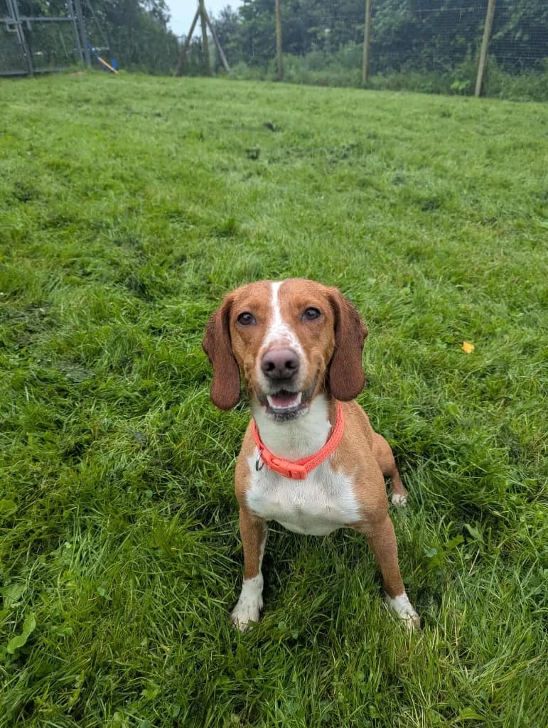 HONEY, female 3yo Mixed Breed for adoption at Animal Rescue Cumbria (Wainwright Shelter)