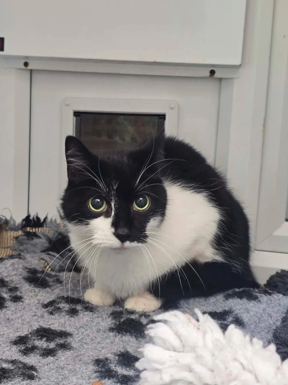 HUMBUG, male senior Mixed Breed for adoption at Animal Rescue Cumbria (Wainwright Shelter)