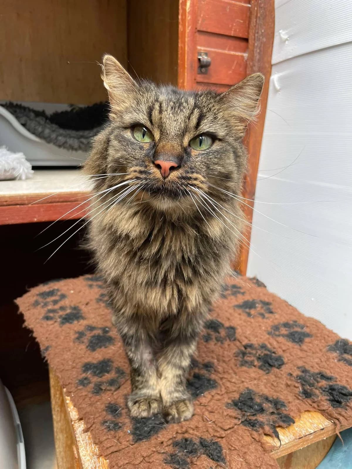 JAFFA, female 4yo Mixed Breed for adoption at Animal Rescue Cumbria (Wainwright Shelter)