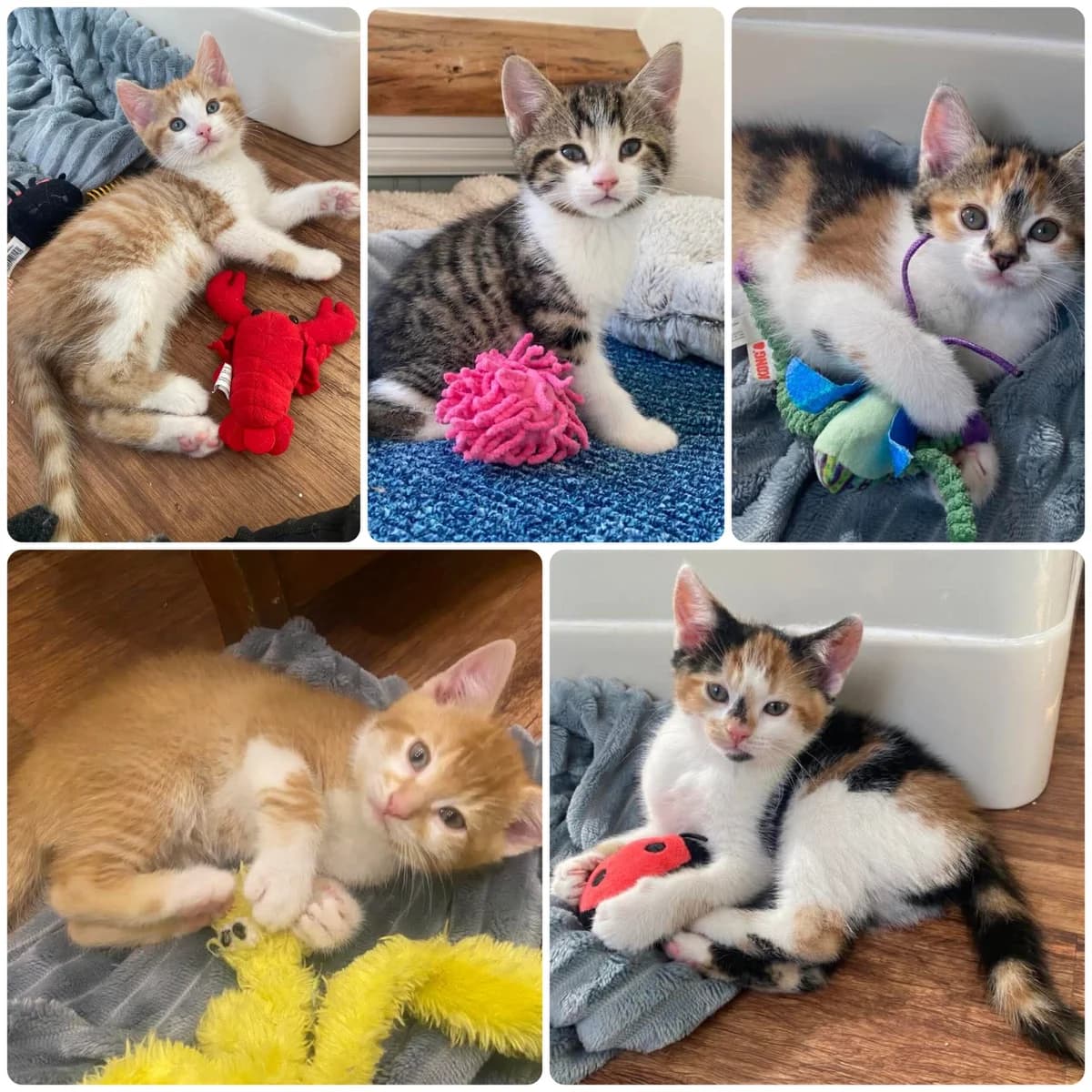 KITTENS, female senior Mixed Breed for adoption at Animal Rescue Cumbria (Wainwright Shelter)