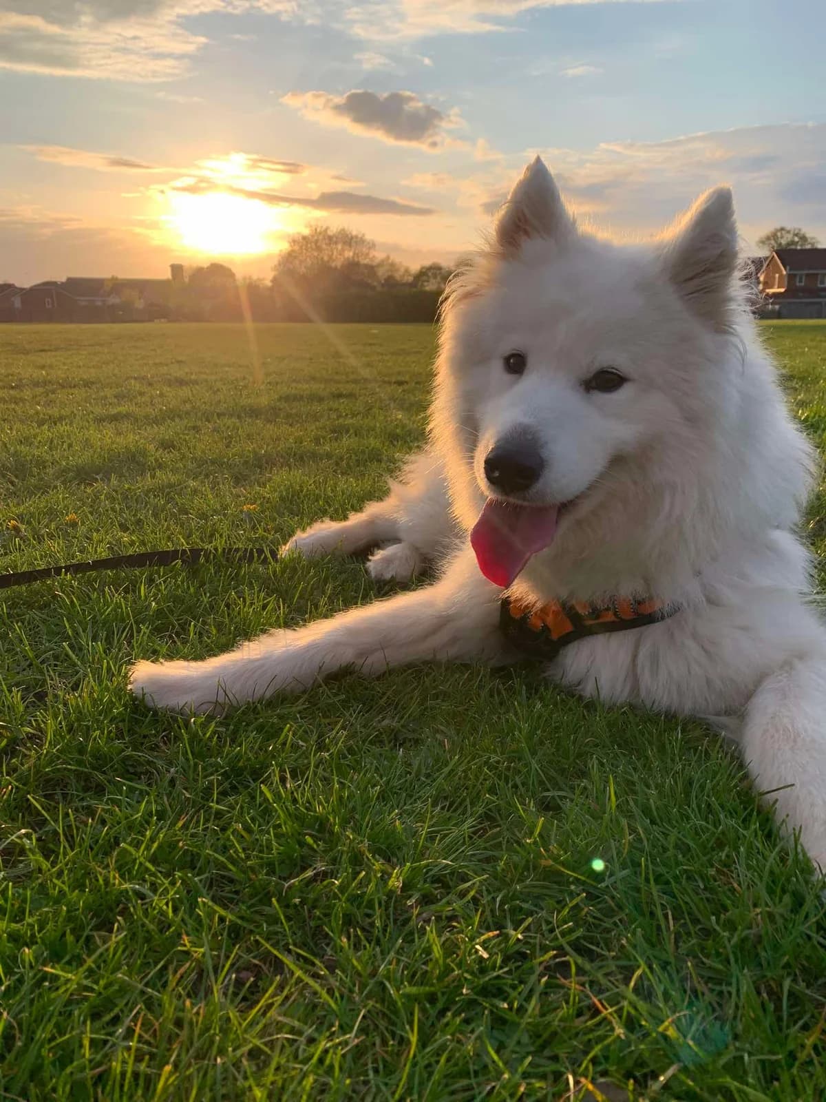 LUMI, female 3yo Mixed Breed for adoption at Animal Rescue Cumbria (Wainwright Shelter)
