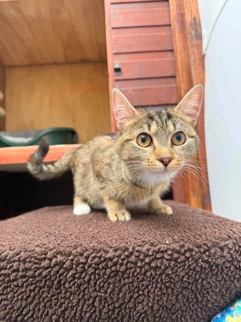 LUNA, female senior Mixed Breed for adoption at Animal Rescue Cumbria (Wainwright Shelter)
