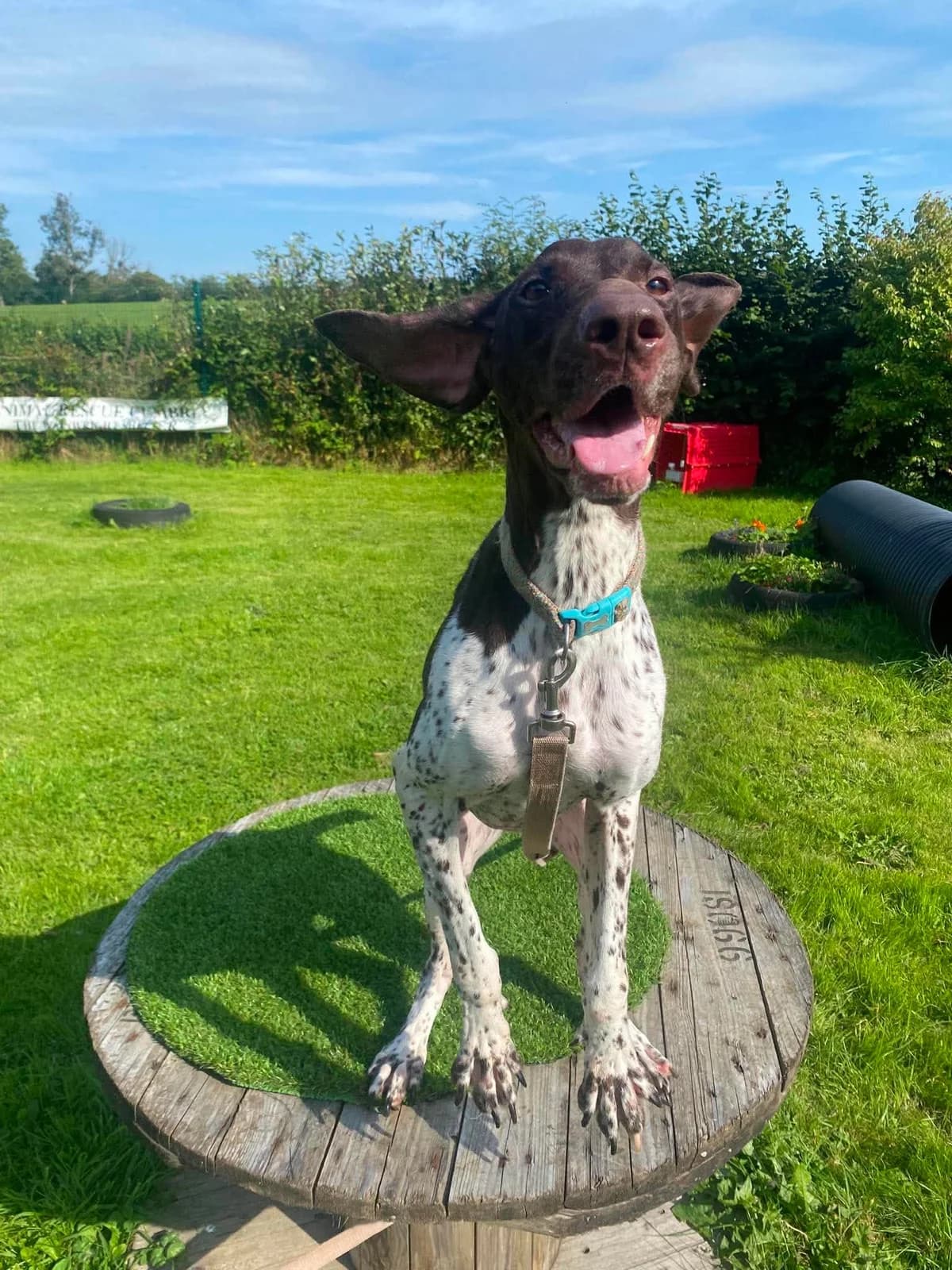 MELODY, female young Mixed Breed for adoption at Animal Rescue Cumbria (Wainwright Shelter)