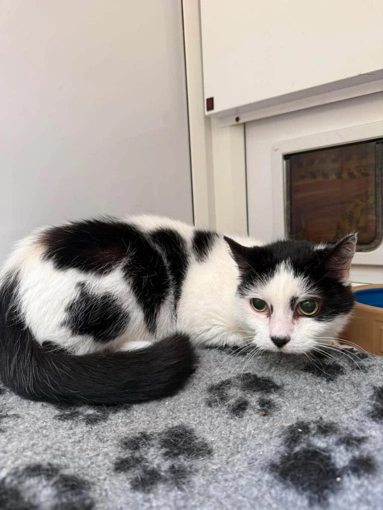 MINT, female senior Mixed Breed for adoption at Animal Rescue Cumbria (Wainwright Shelter)