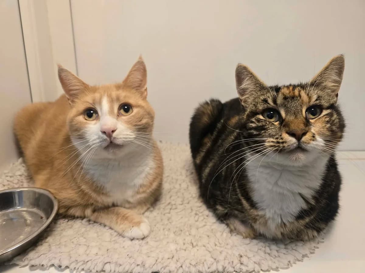 MOUSE + BUBBLE, 3yo Mixed Breed for adoption at Animal Rescue Cumbria (Wainwright Shelter)