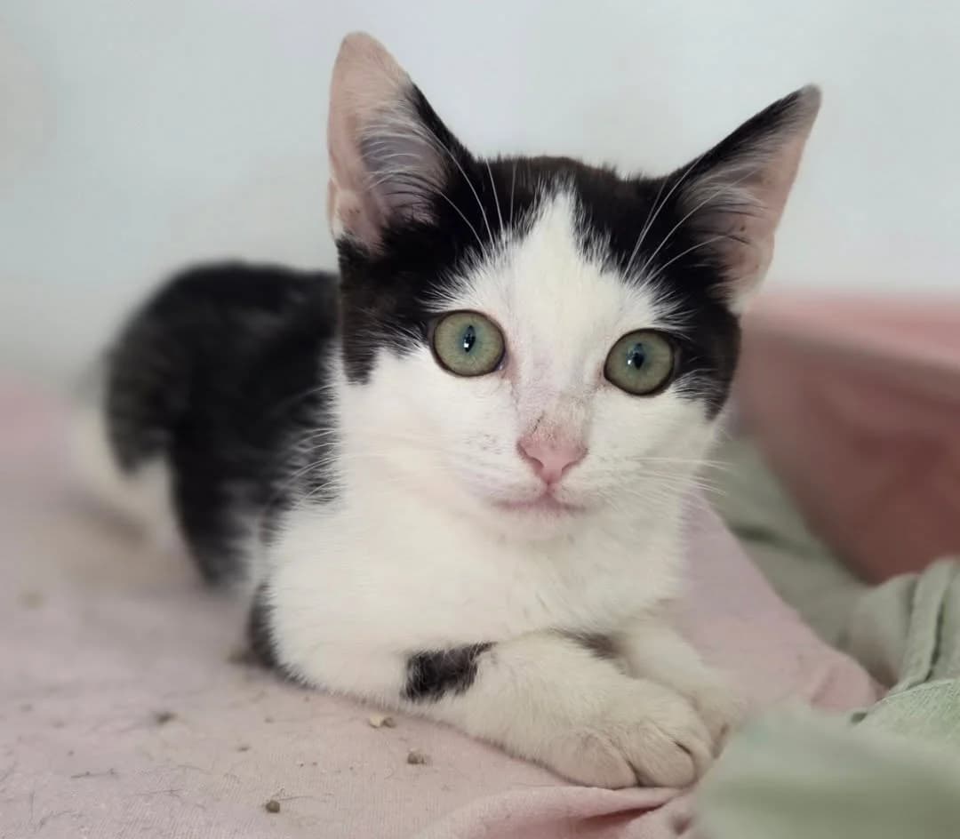 MOUSSE, male senior Mixed Breed for adoption at Animal Rescue Cumbria (Wainwright Shelter)