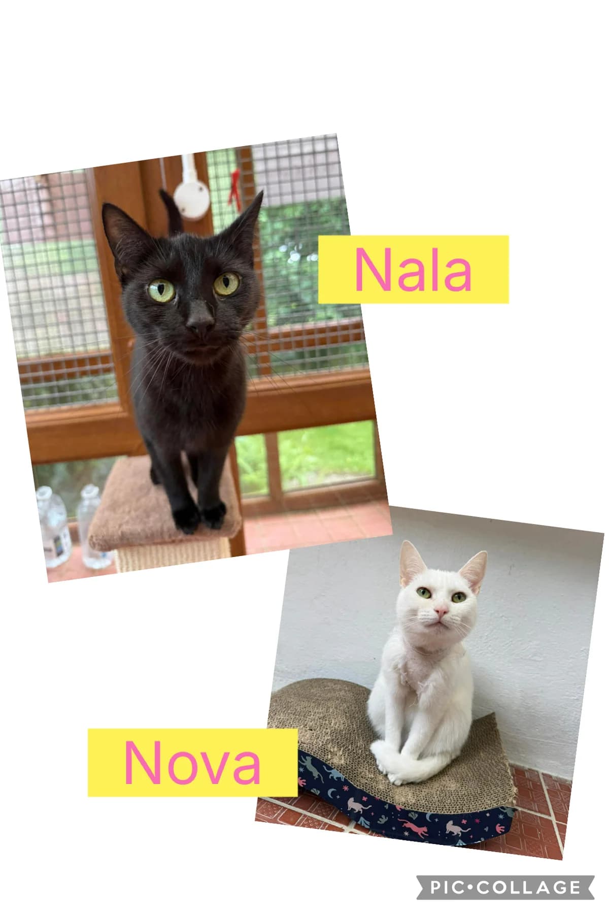 NALA &, young Mixed Breed for adoption at Animal Rescue Cumbria (Wainwright Shelter)