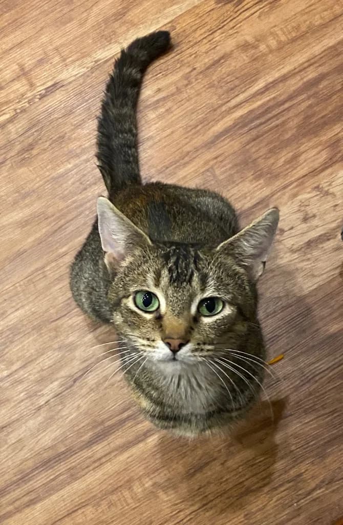 NUTMEG, female young Mixed Breed for adoption at Animal Rescue Cumbria (Wainwright Shelter)