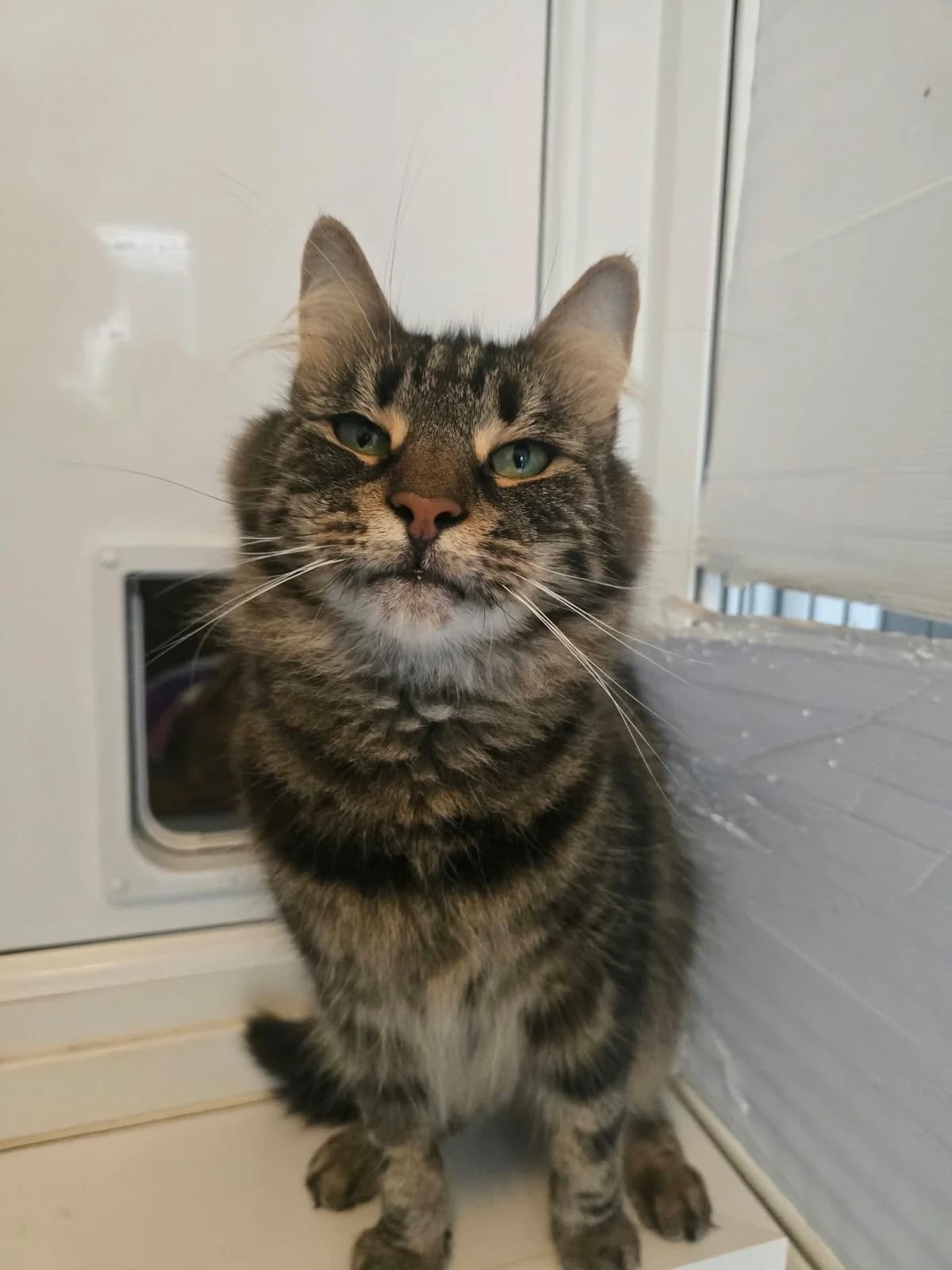 PAELLA, female young Mixed Breed for adoption at Animal Rescue Cumbria (Wainwright Shelter)