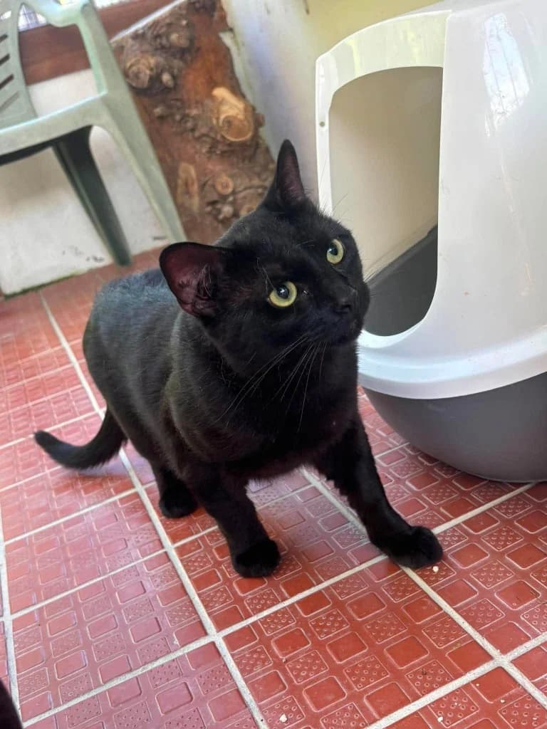 PANTHER, male young Mixed Breed for adoption at Animal Rescue Cumbria (Wainwright Shelter)