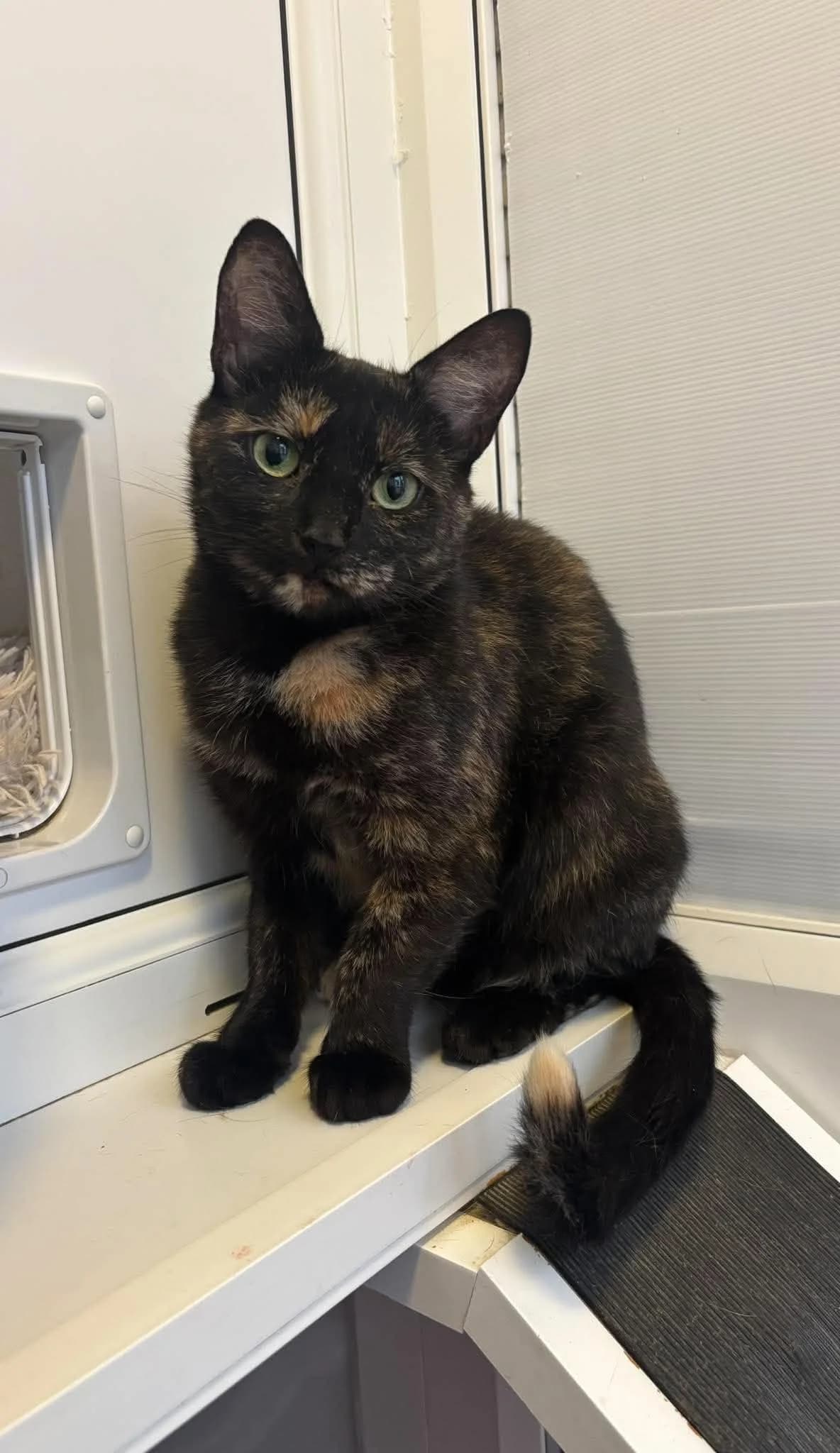 PUMPKIN, female young Mixed Breed for adoption at Animal Rescue Cumbria (Wainwright Shelter)