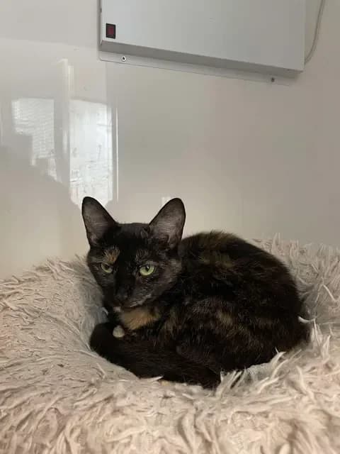 PATCH & PUMPKIN, female senior Mixed Breed for adoption at Animal Rescue Cumbria (Wainwright Shelter)