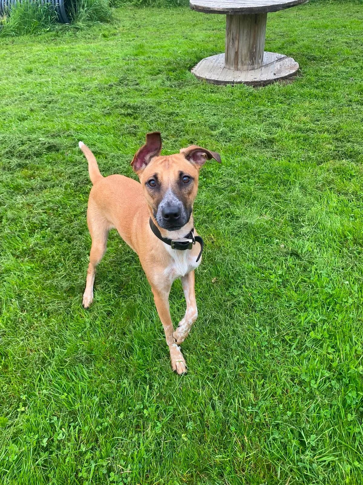 PATTY, female puppy Mixed Breed for adoption at Animal Rescue Cumbria (Wainwright Shelter)