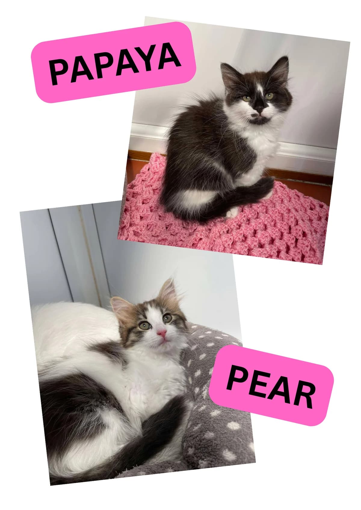 PEAR and PAPAYA, senior Mixed Breed for adoption at Animal Rescue Cumbria (Wainwright Shelter)