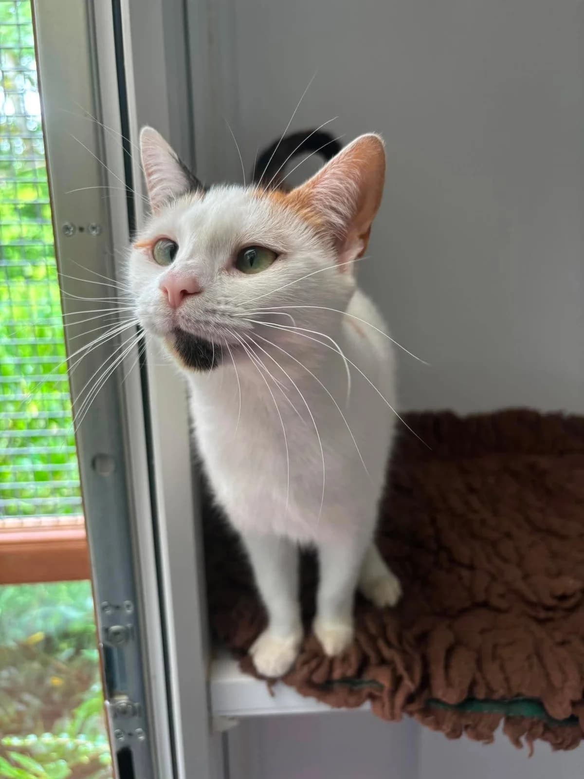 PEPPER, female young Mixed Breed for adoption at Animal Rescue Cumbria (Wainwright Shelter)