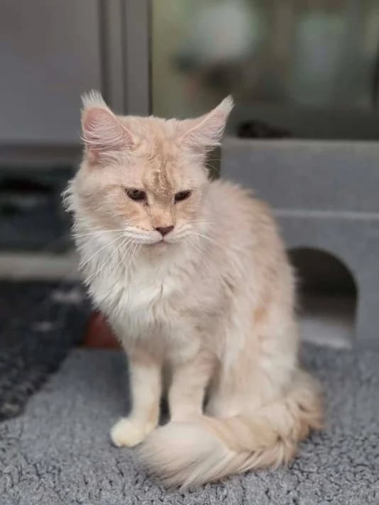 POLLY, female 5yo Mixed Breed for adoption at Animal Rescue Cumbria (Wainwright Shelter)