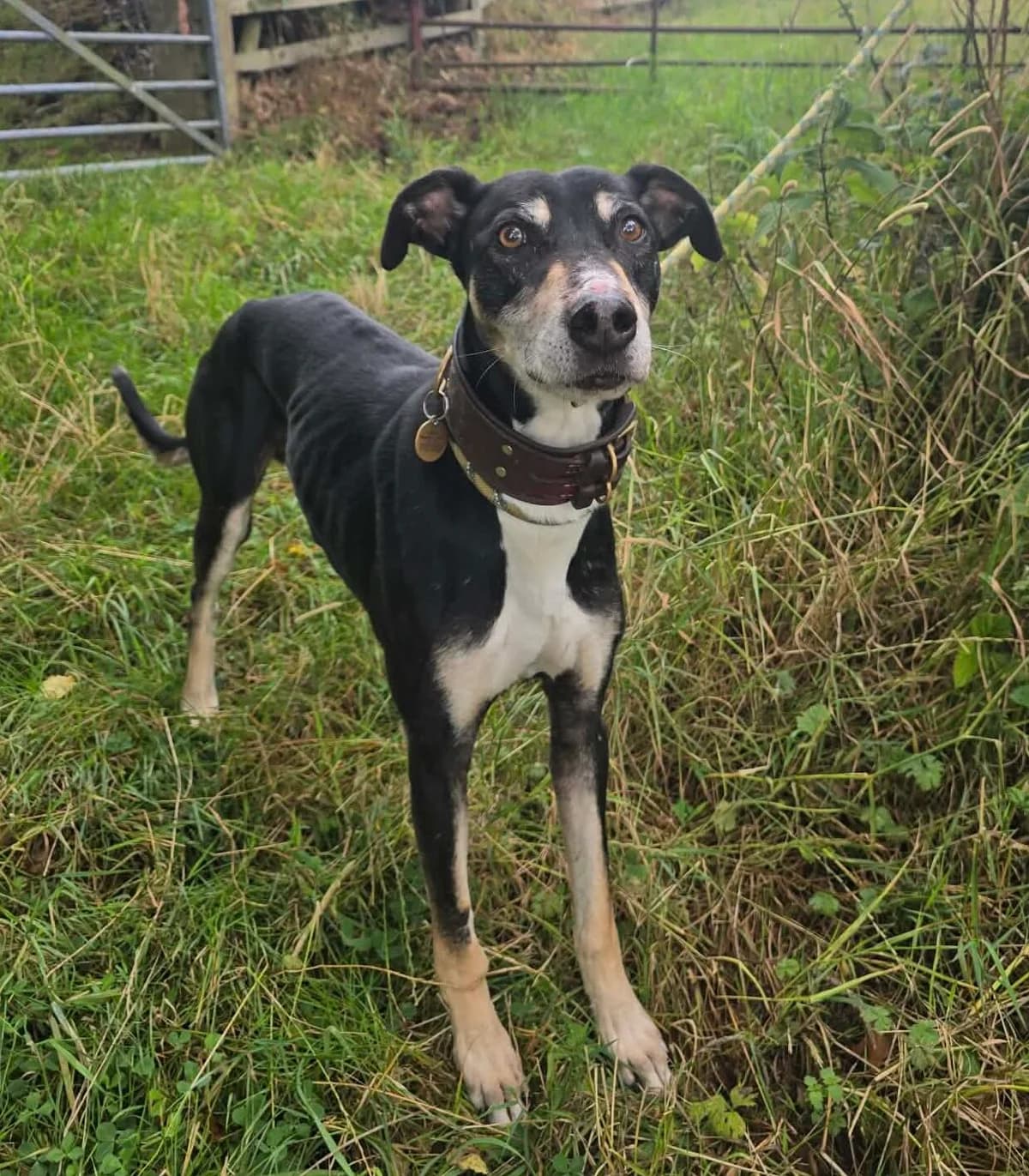POWER, female 6yo Mixed Breed for adoption at Animal Rescue Cumbria (Wainwright Shelter)