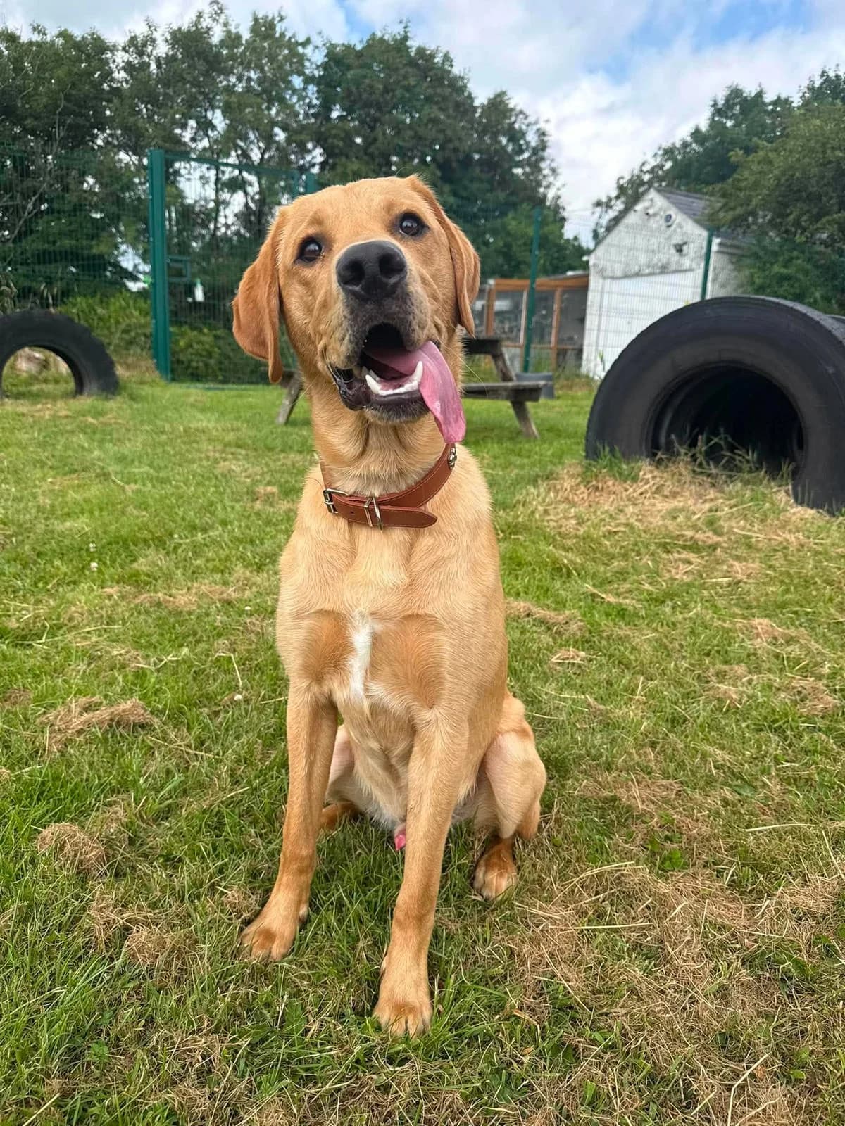 RED, male senior Mixed Breed for adoption at Animal Rescue Cumbria (Wainwright Shelter)