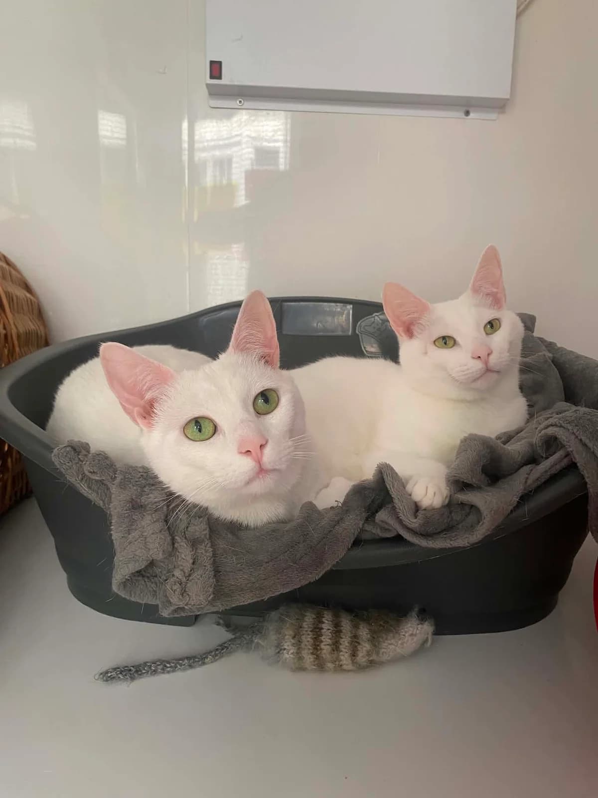 RIVER & OLAF, 4yo Mixed Breed for adoption at Animal Rescue Cumbria (Wainwright Shelter)