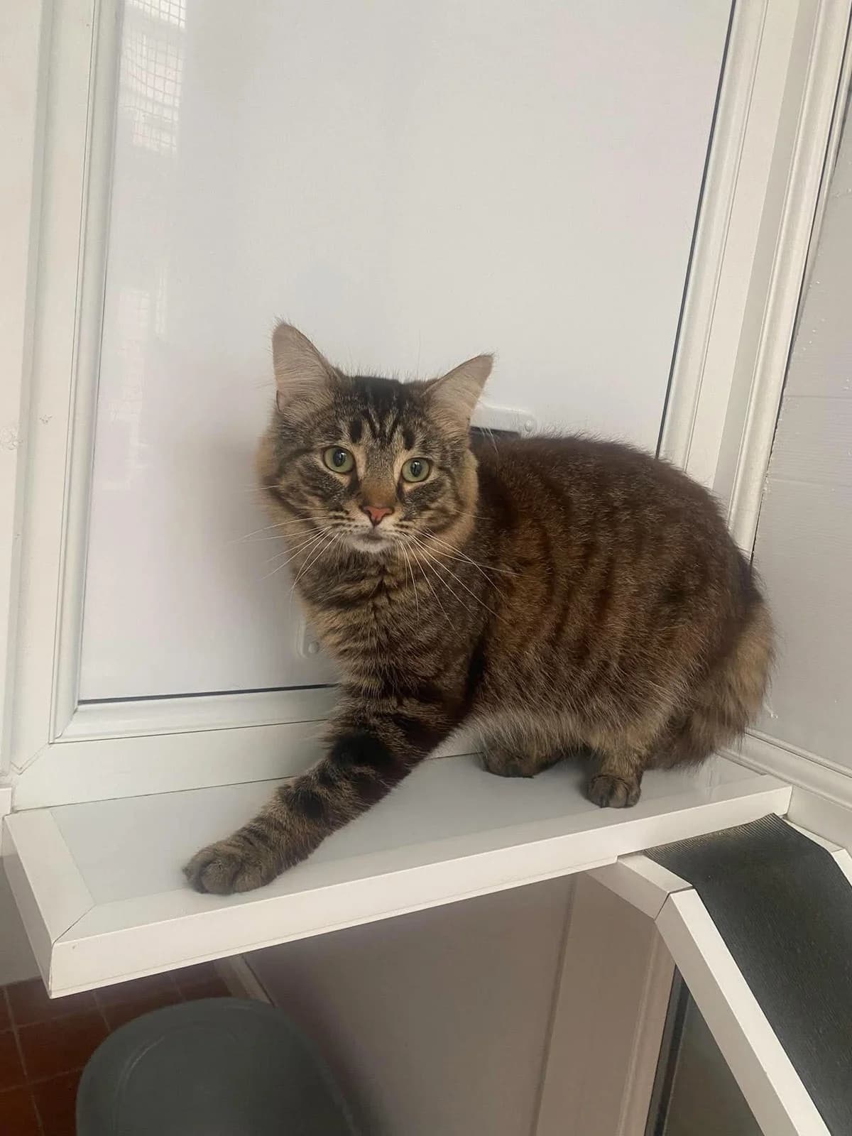 SCALLOP, male 3yo Mixed Breed for adoption at Animal Rescue Cumbria (Wainwright Shelter)