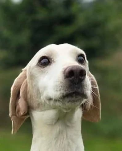 SCAWFELL, male senior Mixed Breed for adoption at Animal Rescue Cumbria (Wainwright Shelter)