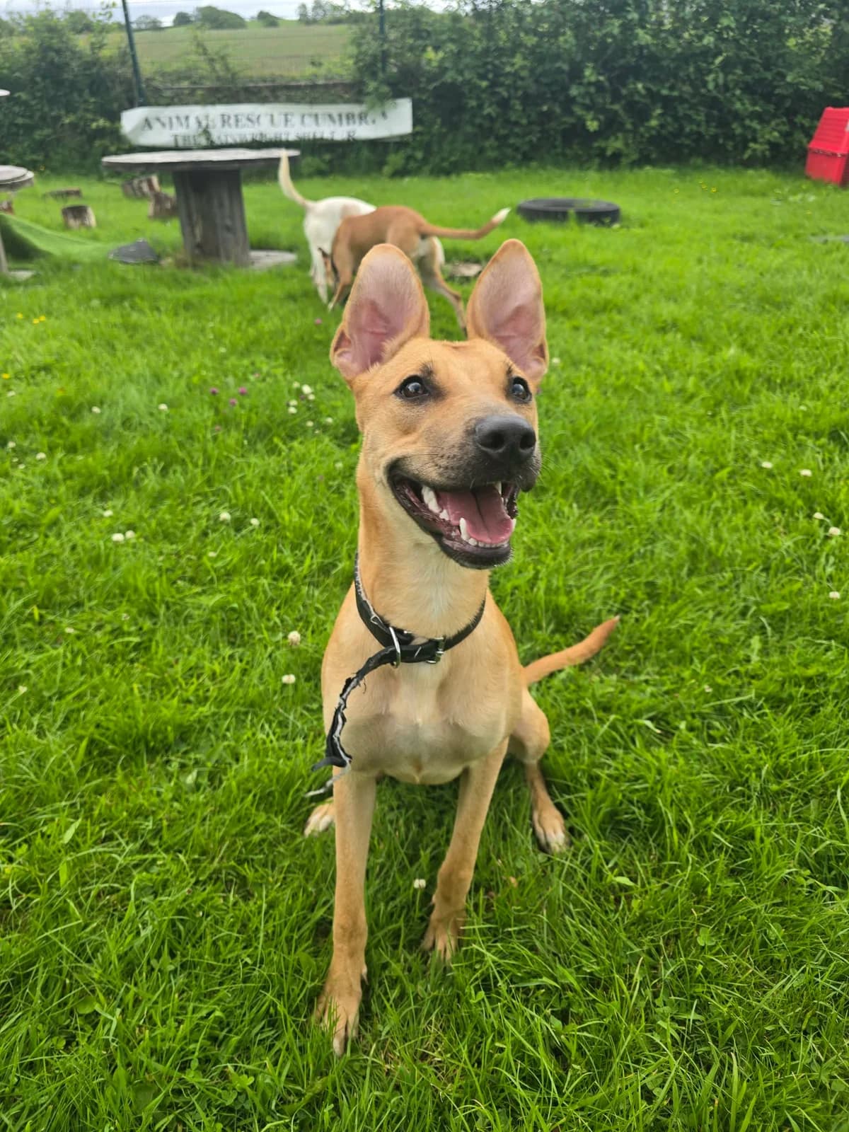 SELMA, female senior Mixed Breed for adoption at Animal Rescue Cumbria (Wainwright Shelter)