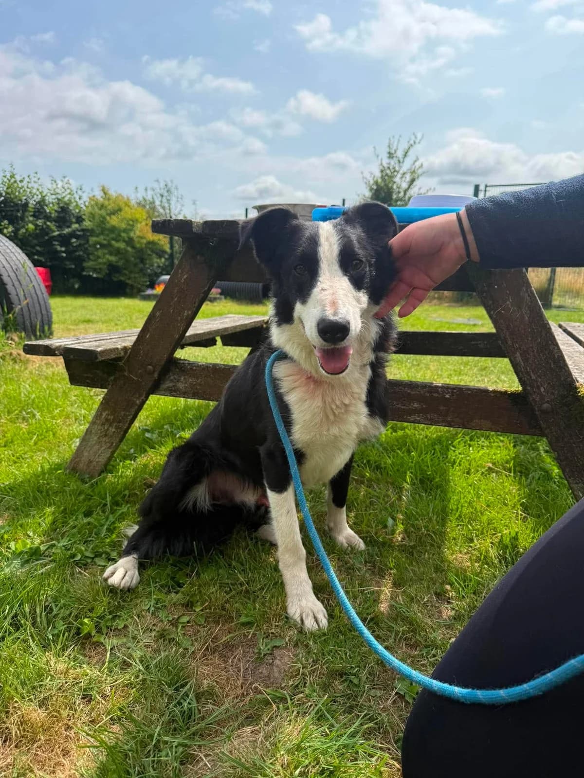 SHILO, male young Mixed Breed for adoption at Animal Rescue Cumbria (Wainwright Shelter)