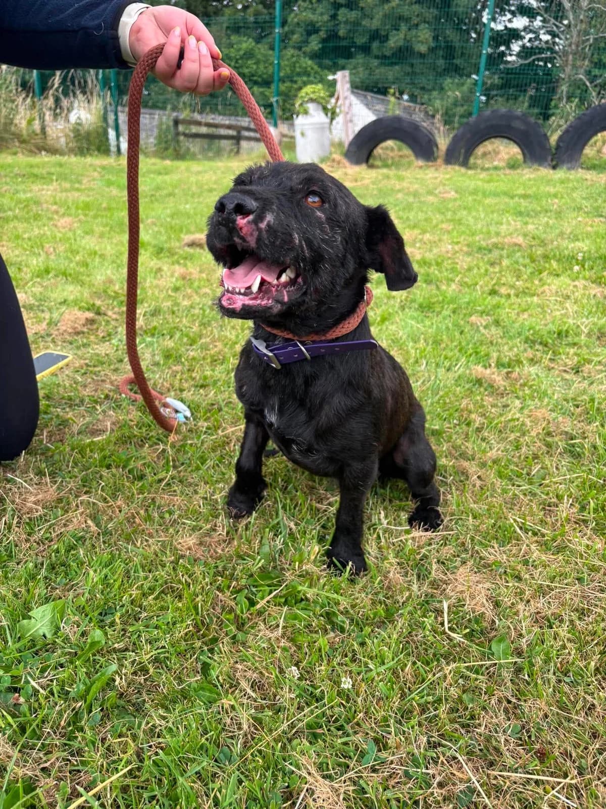 SID, male young Mixed Breed for adoption at Animal Rescue Cumbria (Wainwright Shelter)