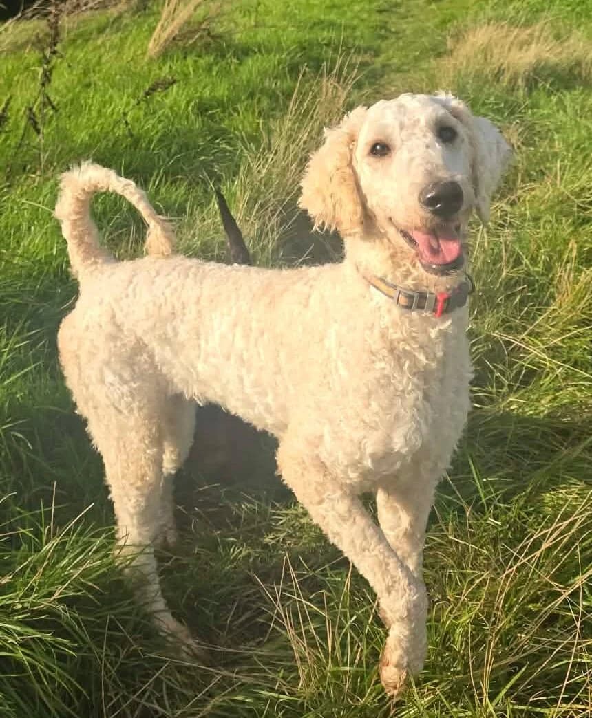 SONNET, female young Mixed Breed for adoption at Animal Rescue Cumbria (Wainwright Shelter)
