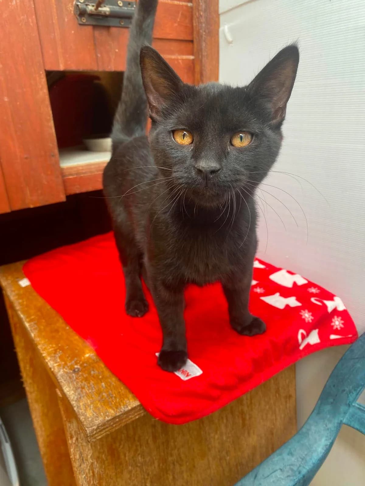SQUID, male senior Mixed Breed for adoption at Animal Rescue Cumbria (Wainwright Shelter)