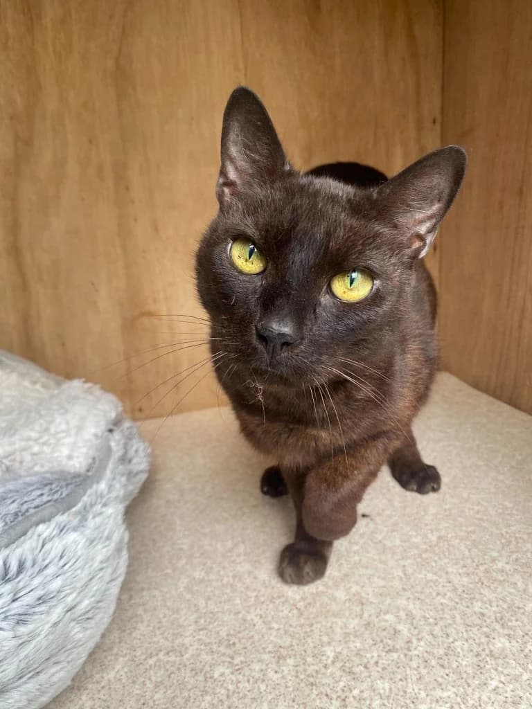 STANLEY, male senior Mixed Breed for adoption at Animal Rescue Cumbria (Wainwright Shelter)