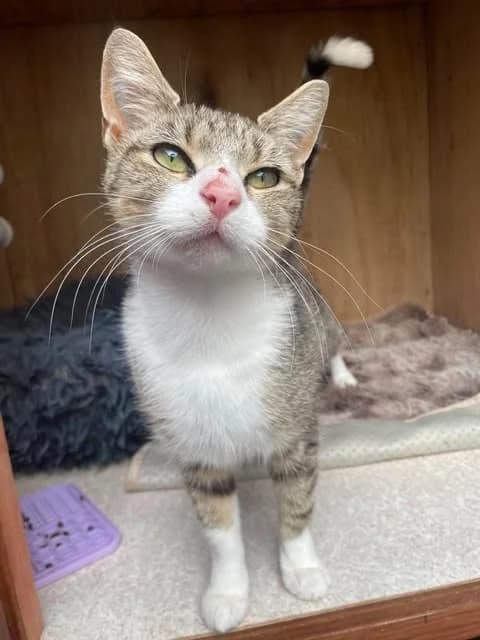 STRUDEL, female young Mixed Breed for adoption at Animal Rescue Cumbria (Wainwright Shelter)