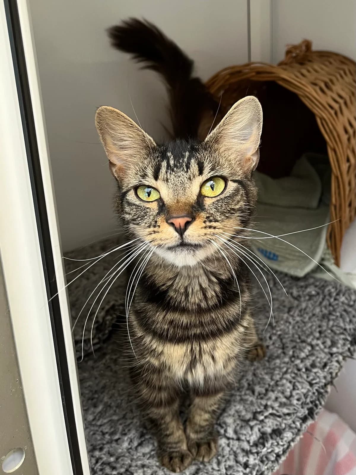 SUNFLOWER, female young Mixed Breed for adoption at Animal Rescue Cumbria (Wainwright Shelter)