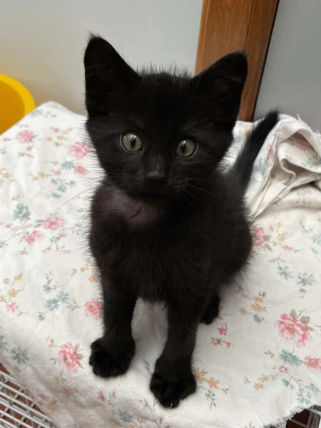 T KITTENS, senior Mixed Breed for adoption at Animal Rescue Cumbria (Wainwright Shelter)