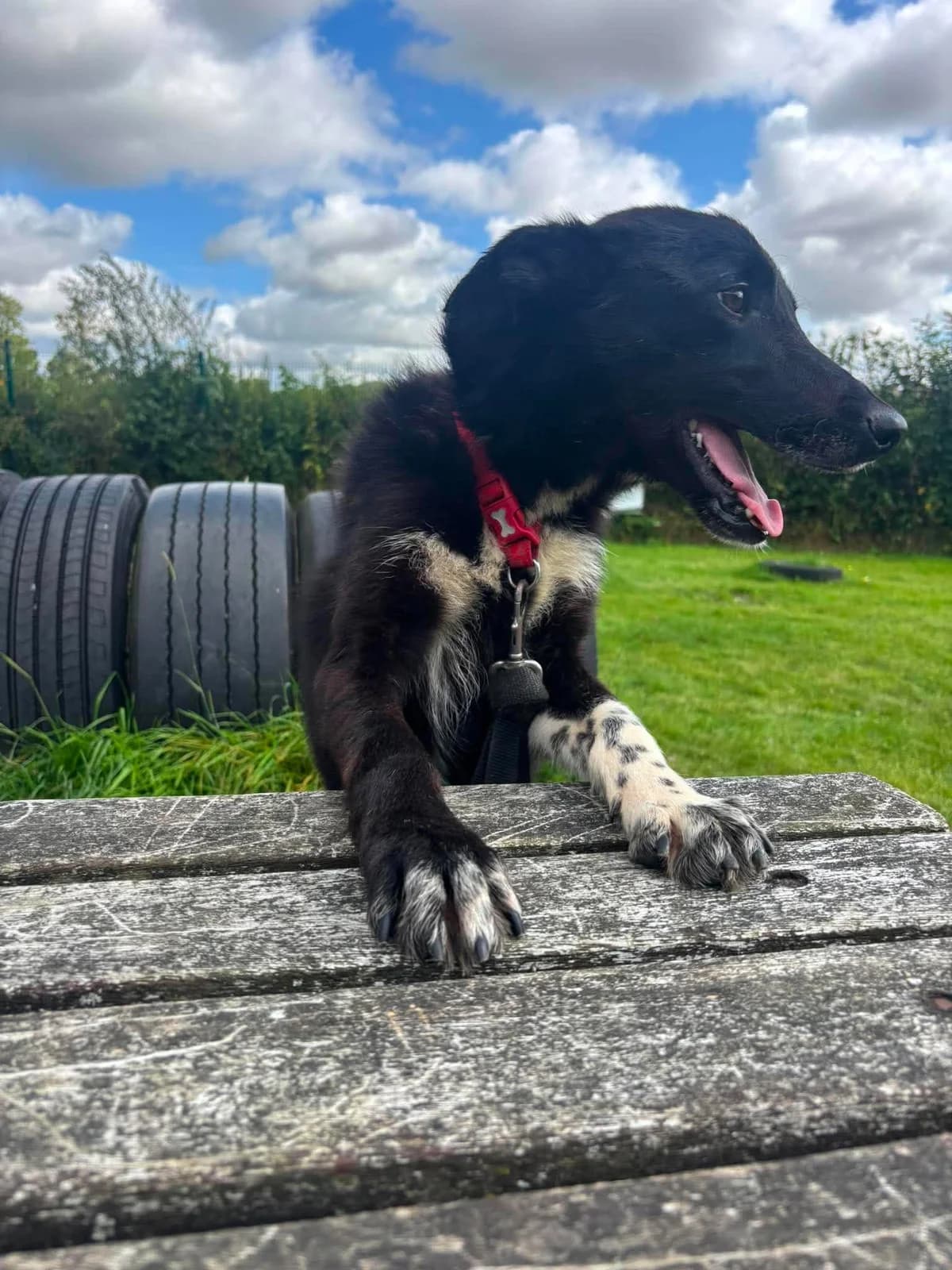 TED, male young Mixed Breed for adoption at Animal Rescue Cumbria (Wainwright Shelter)