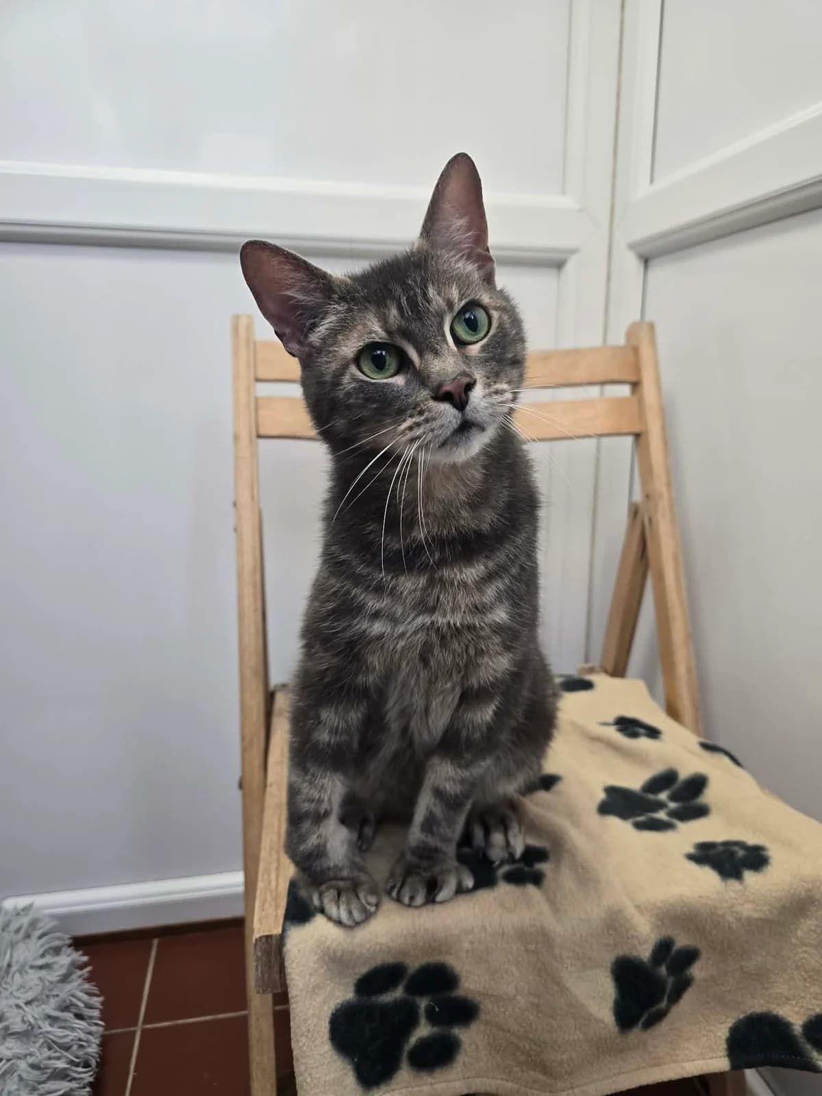 THOMAS, male 6yo Mixed Breed for adoption at Animal Rescue Cumbria (Wainwright Shelter)