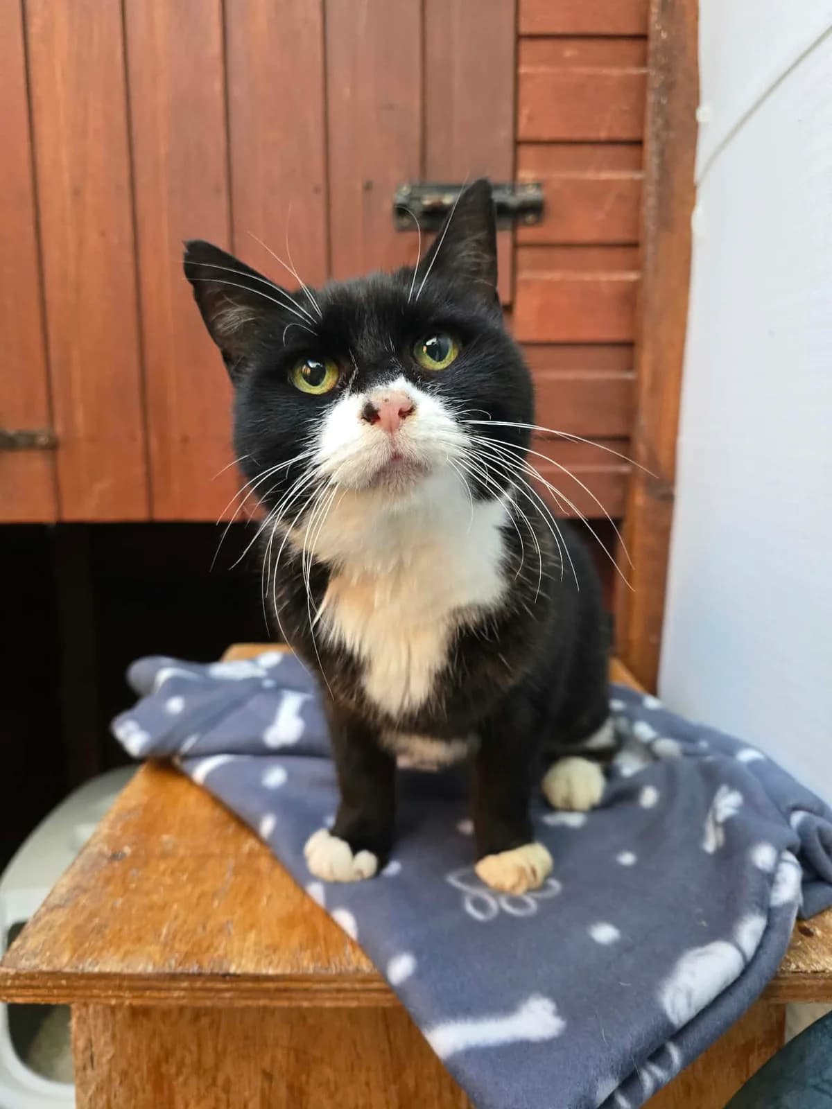 THOMAS, male senior Mixed Breed for adoption at Animal Rescue Cumbria (Wainwright Shelter)