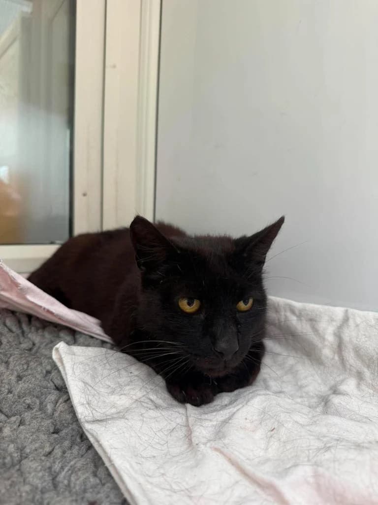 TREBOR, male senior Mixed Breed for adoption at Animal Rescue Cumbria (Wainwright Shelter)
