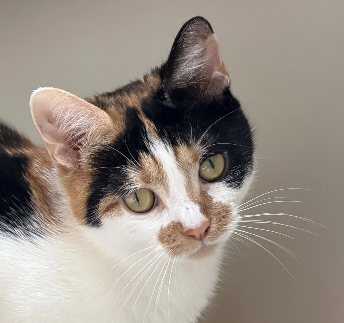 TRIFLE, female senior Mixed Breed for adoption at Animal Rescue Cumbria (Wainwright Shelter)