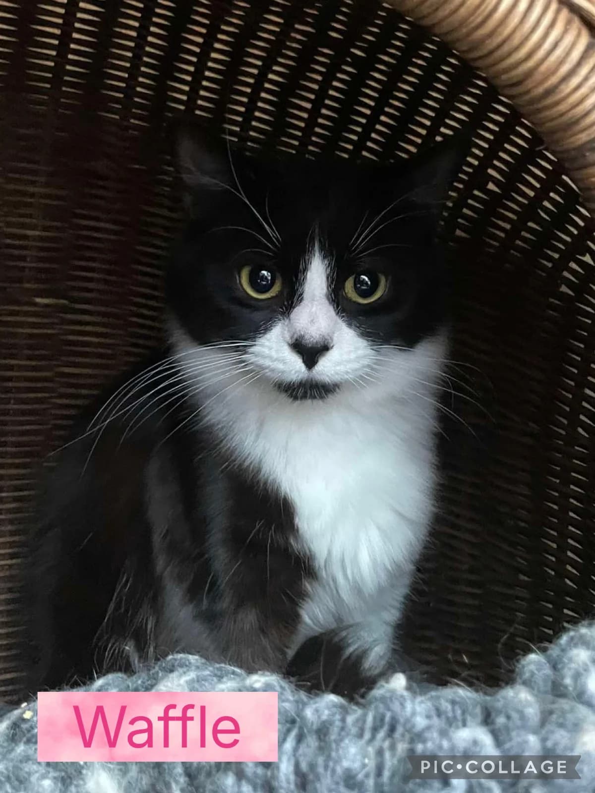 WAFFLE, female 5yo Mixed Breed for adoption at Animal Rescue Cumbria (Wainwright Shelter)