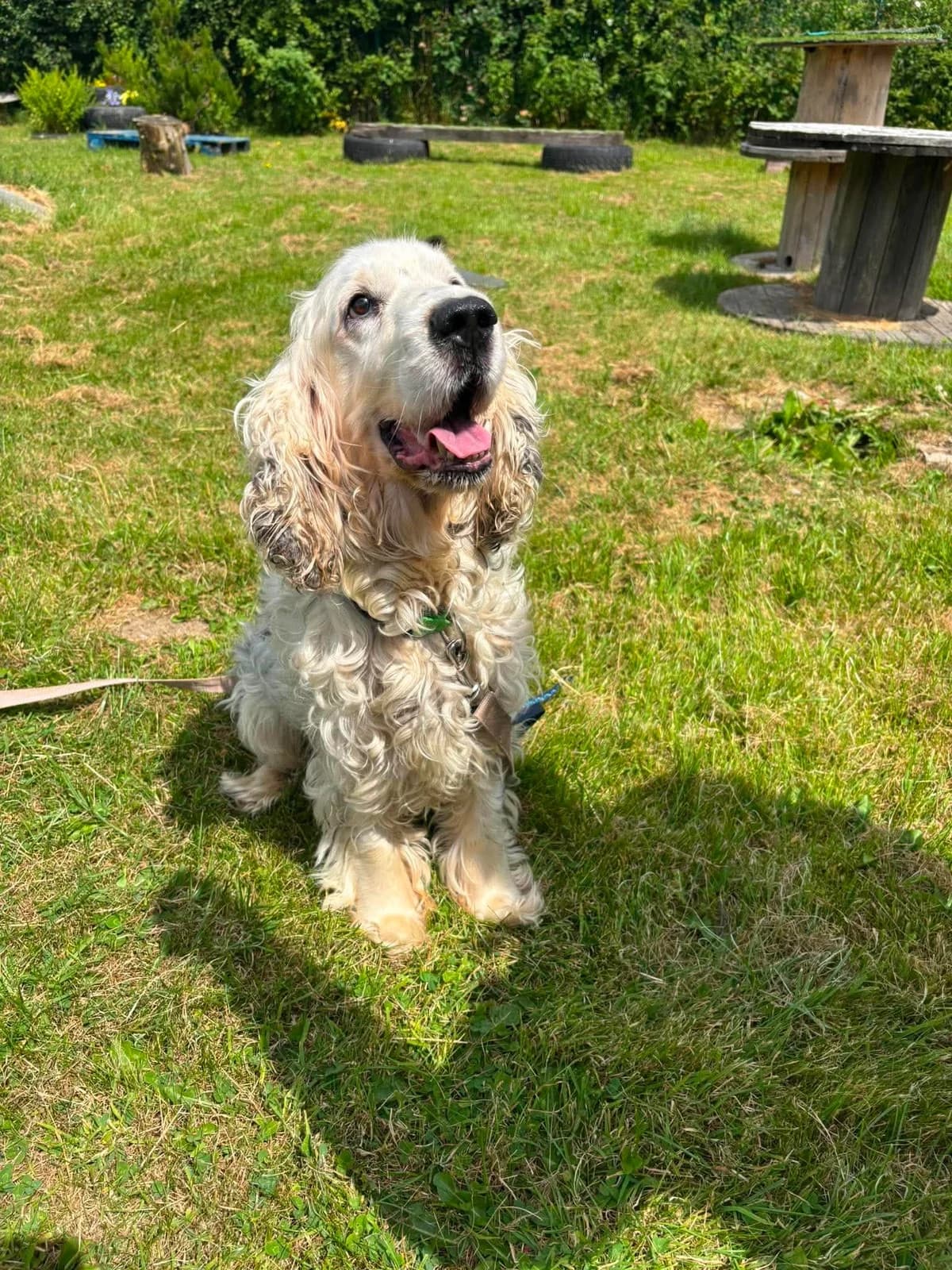WILLIAM, male senior Mixed Breed for adoption at Animal Rescue Cumbria (Wainwright Shelter)