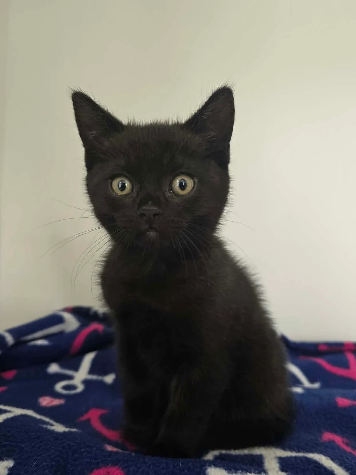 YORKSHIRE PUDDING, male senior Mixed Breed for adoption at Animal Rescue Cumbria (Wainwright Shelter)