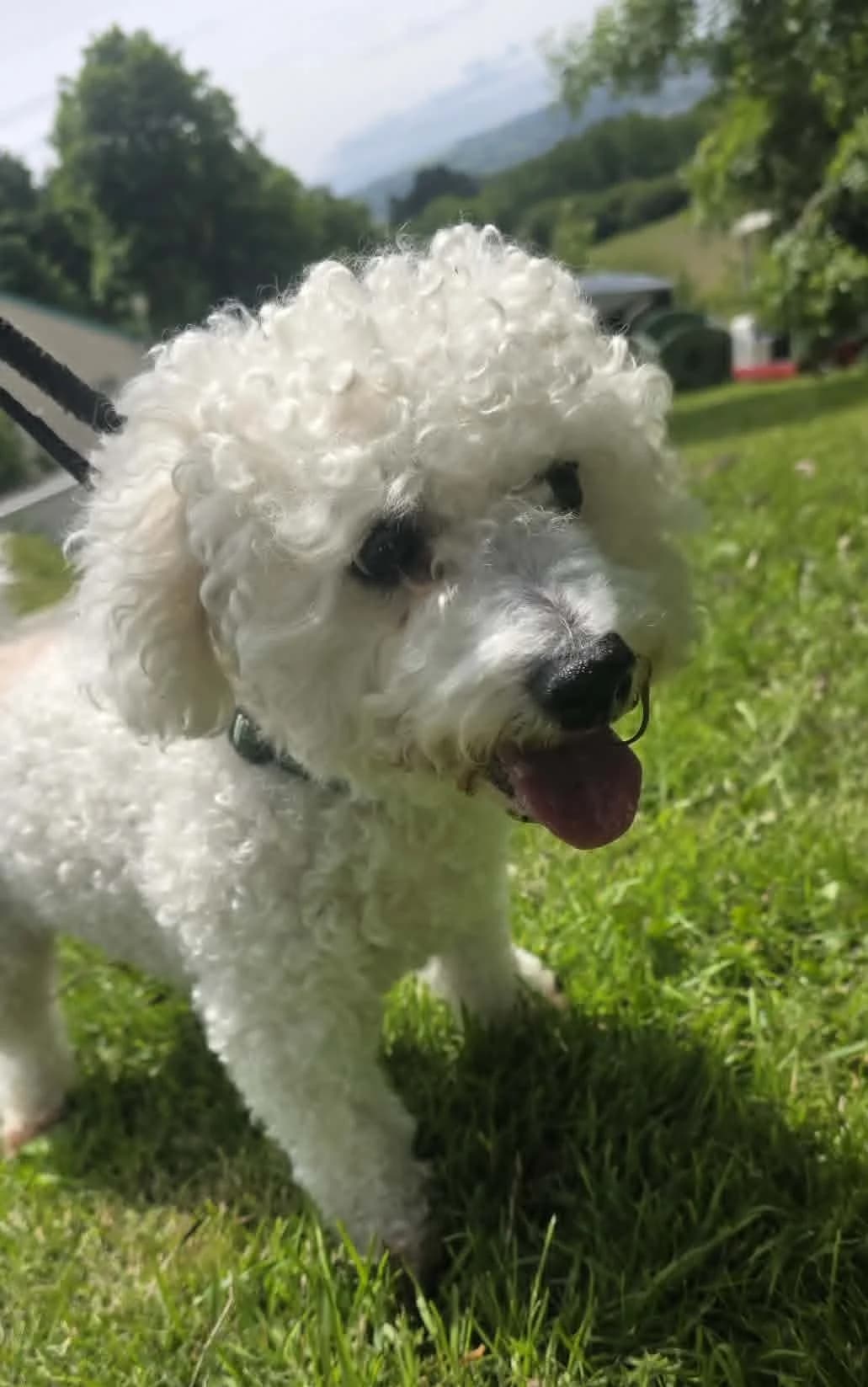 ALFIE, male Mixed Breed for adoption at Animal Rescue Cymru, Wales