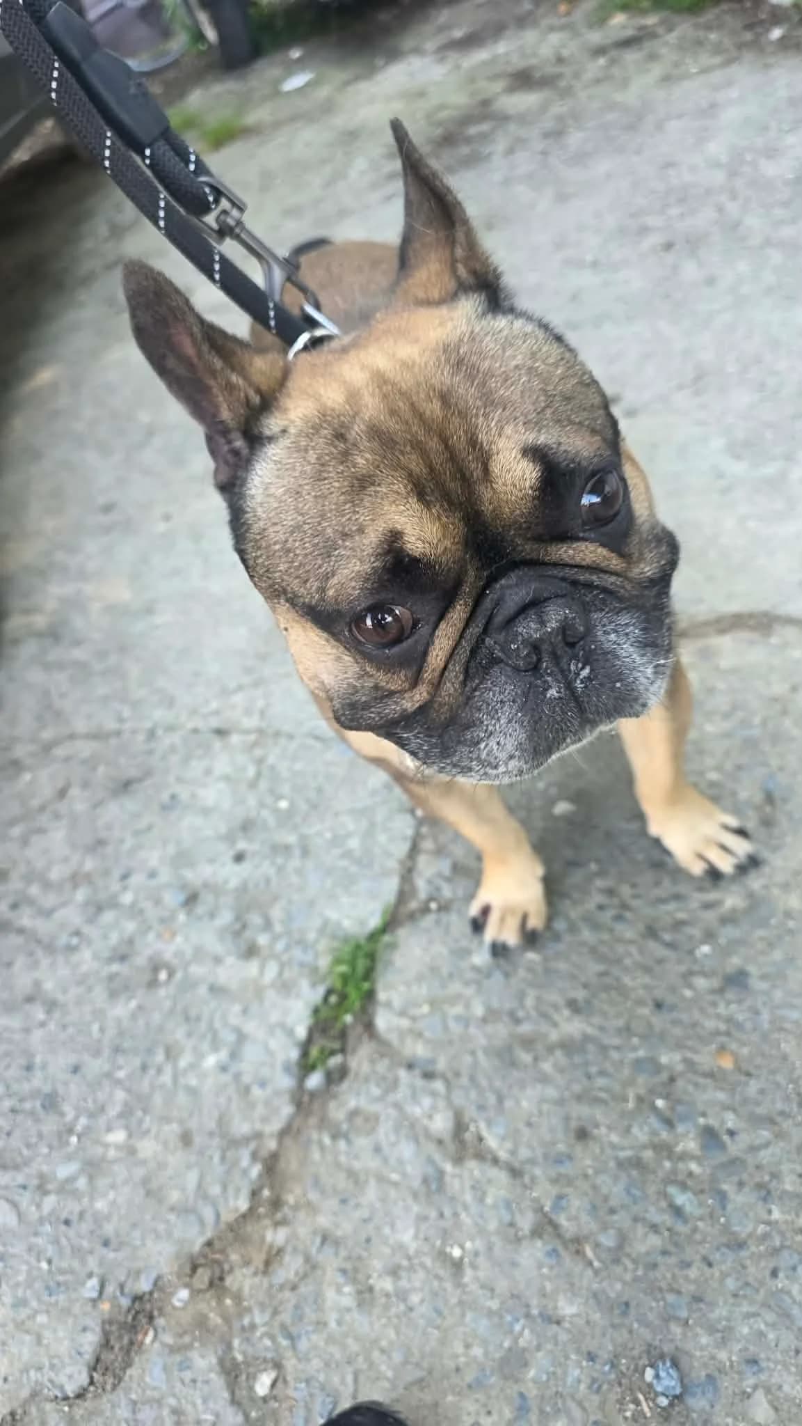 BRUNO, male Mixed Breed for adoption at Animal Rescue Cymru, Wales