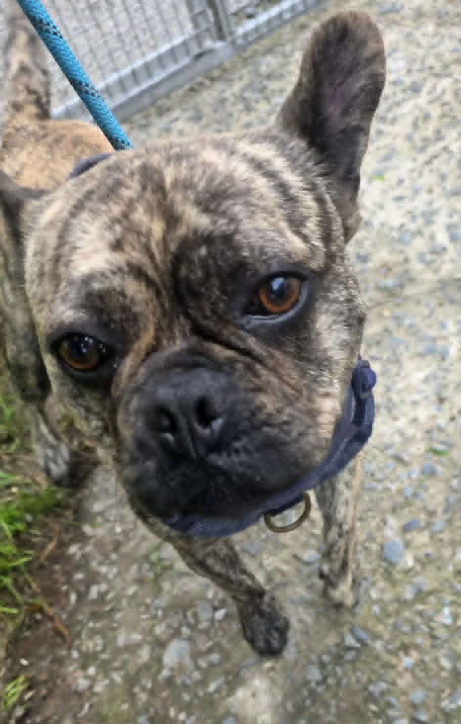 BUDDY, male English Bulldog for adoption at Animal Rescue Cymru, Wales