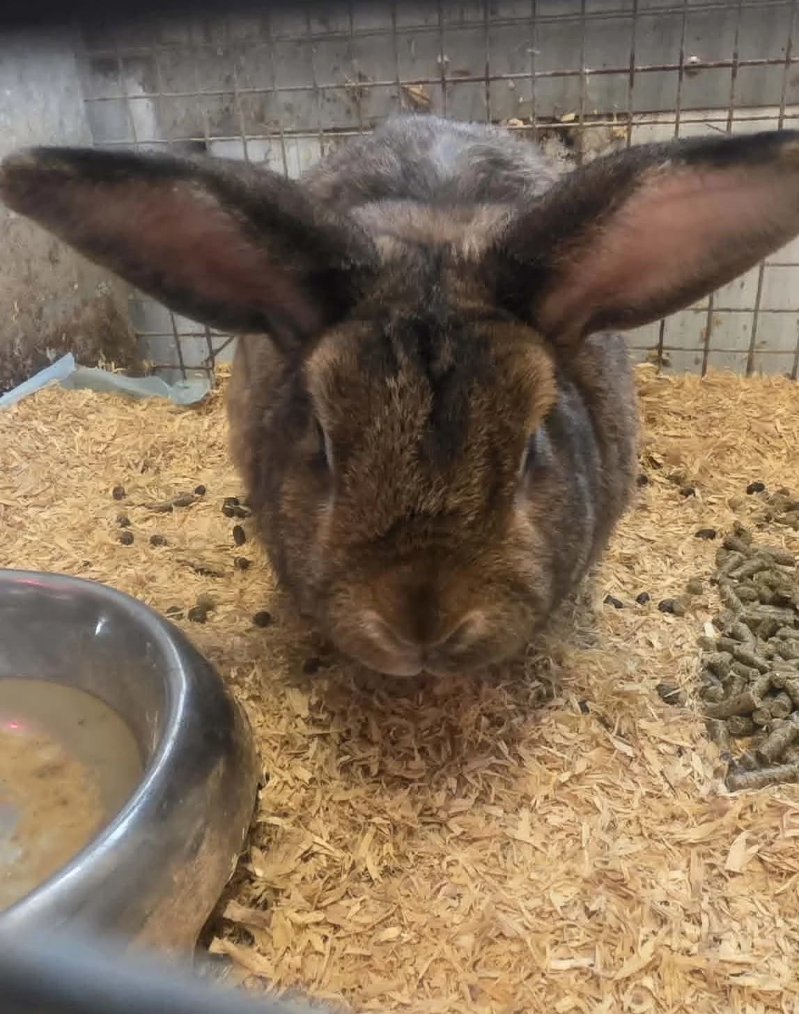 Large Belgian Hare type rabbits, male Mixed Breed for adoption at Animal Rescue Cymru, Wales