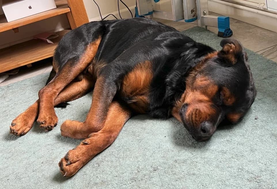 LOKI, male Mixed Breed for adoption at Animal Rescue Cymru, Wales