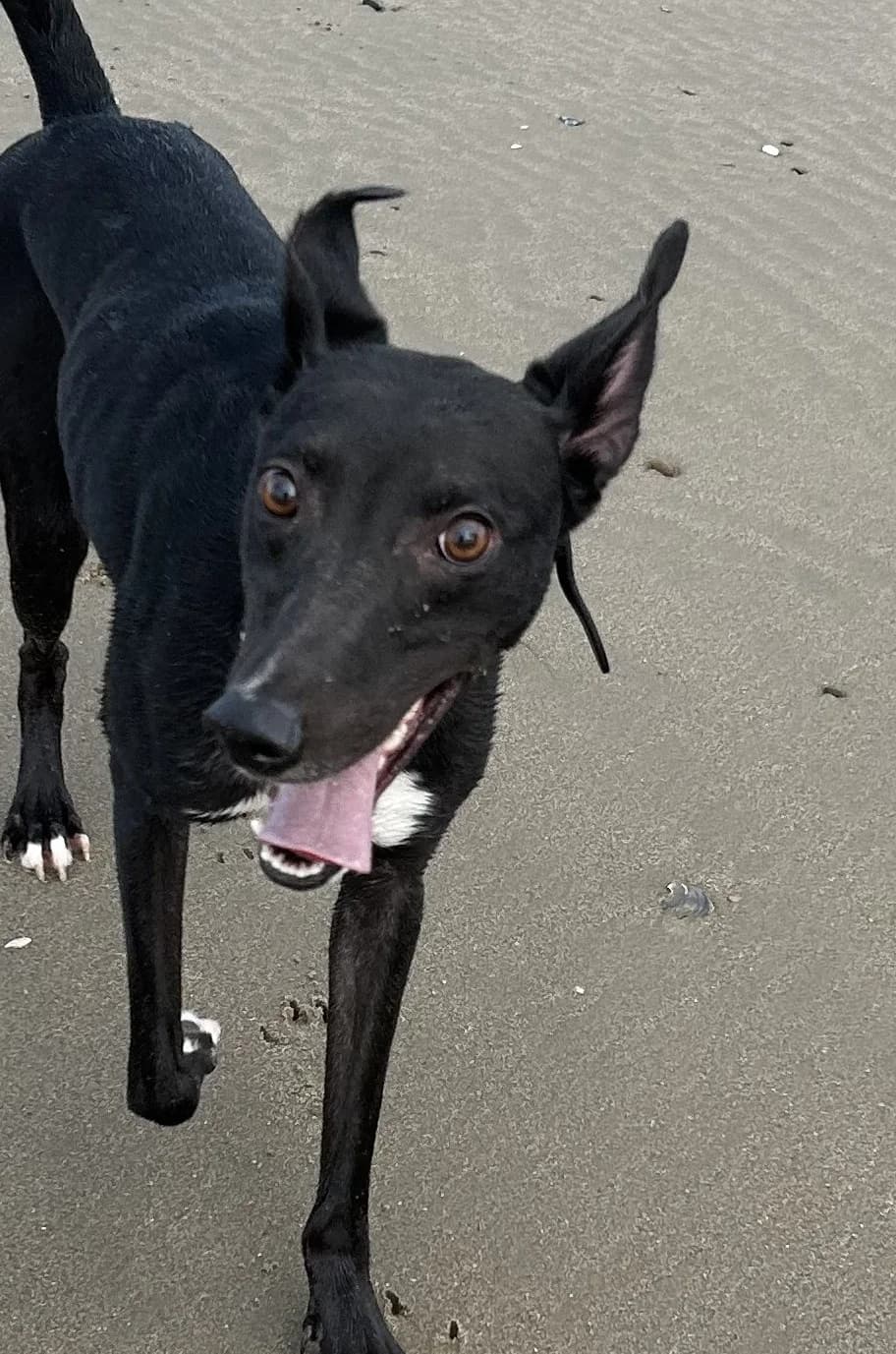 ROCKY, male Mixed Breed for adoption at Animal Rescue Cymru, Wales
