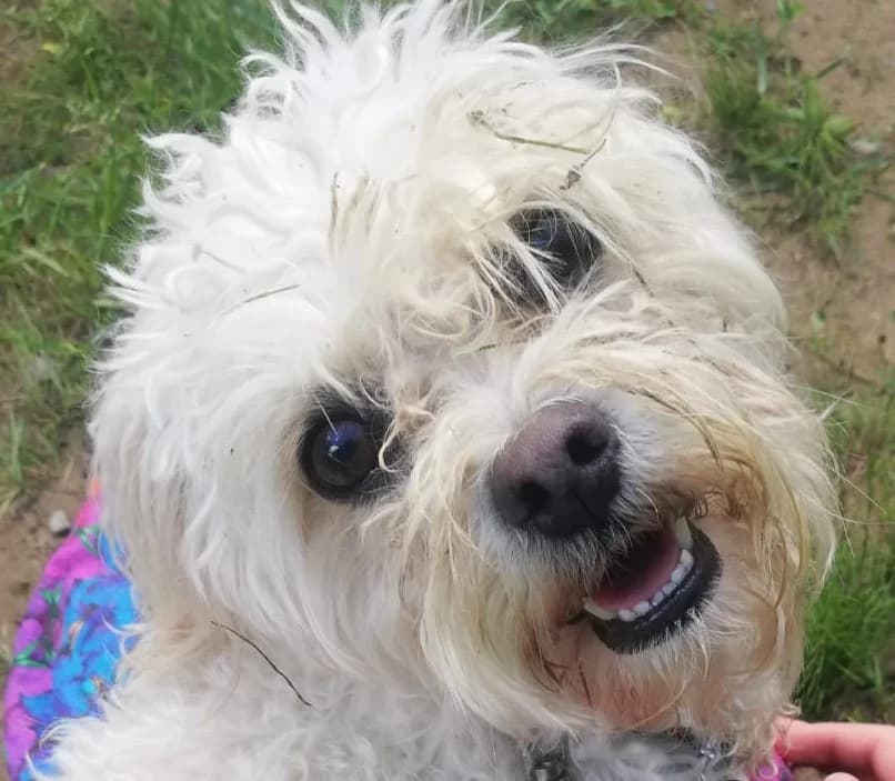 SNICKERS, male Mixed Breed for adoption at Animal Rescue Cymru, Wales