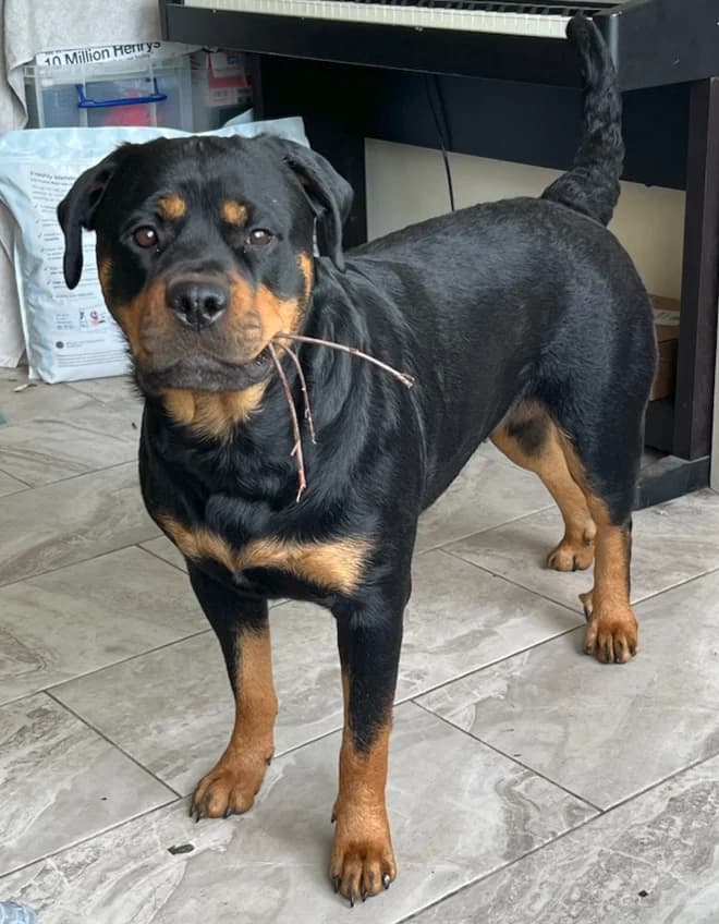 SYLVIE, female Mixed Breed for adoption at Animal Rescue Cymru, Wales